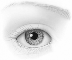 Free Colored Eyeball Clipart - Clip Art Library