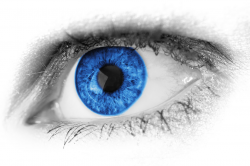 Blue Eye Detail | Free Images at Clker.com - vector clip art online ...