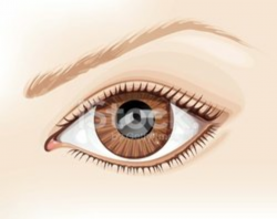 Realistic Vector Eye stock vectors - Clipart.me