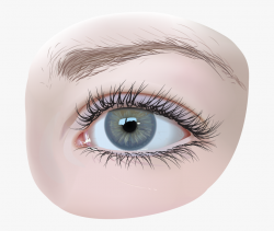 Vector Eye By Armonah On Clipart Library - Eyes Vector Realistic Png ...