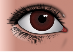 Realistic Brown Eye Clipart | i2Clipart - Royalty Free Public Domain ...