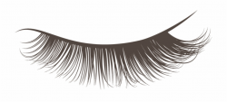 Eye Lash Png Transparent Background Lashes Transparent ...