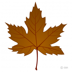 Free Fallen Maple Leaf Clipart Image｜Illustoon