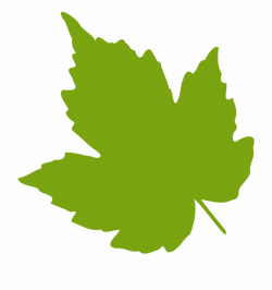 Oak Leaf Png - Clip Art Grape Leaves | Transparent PNG ...