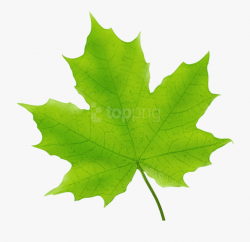 Leaves Clipart Maple - Green Maple Leaf Clipart #8140 - Free ...