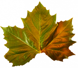 Fall Leaves Clip Art - Beautiful Autumn Clipart & Graphics