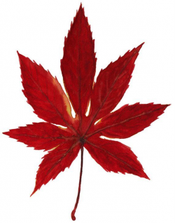 Watercolor Fall Leaves Clipart | Bright Autumn Leaves ...