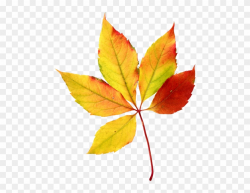 Maple Leaf Clipart 5 Leave - Watercolor Fall Leaves Clipart ...