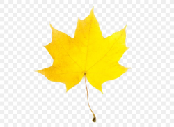 Leaf Yellow Maple Autumn Clip Art, PNG, 600x600px, Leaf ...