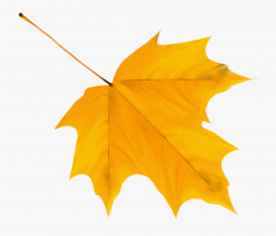 Autumn Leaf Clipart - Autumn Leaves Clipart Png #754639 ...