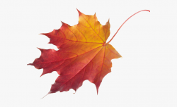Autumn Leaves Clipart Chinar - Fall Leaf No Background ...