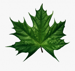 Download for free 10 PNG Fall leaf clipart green top images ...