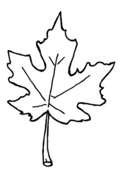 Fall black and white fall leaves clip art black and white 10 ...