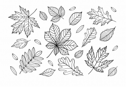 Fall Leaf Outline Png - Fall Leaves Outline Clipart {#621308 ...