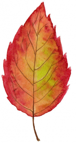 Watercolor Fall Leaves Clipart | Bright Autumn Leaves ...