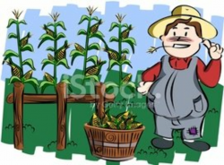 Farmer IN A Corn Field stock vectors - Clipart.me
