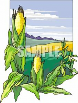 Corn on a Farm - Royalty Free Clipart Picture