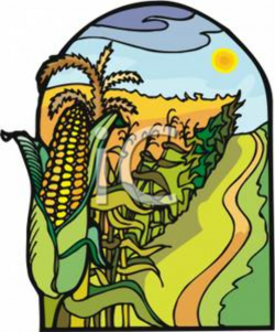 Rows of Corn on a Farm - Clipart