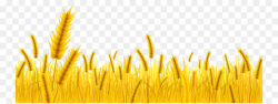 Wheat Poales png download - 800*337 - Free Transparent Wheat png ...
