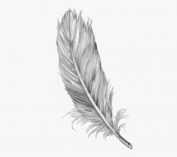 Download Feather Clipart () clipart images - transpanda.org
