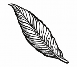 Drawing Feather Pen Clipart Feather - Clip Art Library