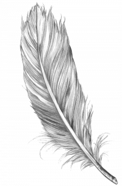 Download Feather Art Drawing Sketch Bird Free HD Image ...