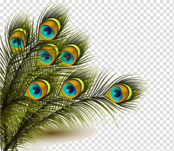 Peacock feather illustration, Feather Peafowl , Peacock ...