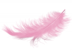 Pink Background clipart - Pink, Feather, Wing, transparent ...