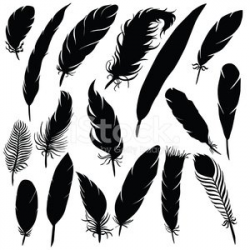 Vector silhouette of different feathers Clipart Image | + ...