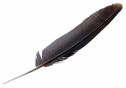 Feather PNG Transparent Images | PNG All