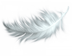 White Feather transparent PNG - StickPNG