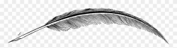 Feather clipart transparent background, Feather transparent ...