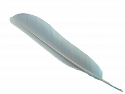 Feather - Feather PNG png download - 3264*2448 - Free ...