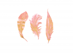 Watercolor Blush Pink Gold Feather Clipart