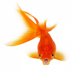 Download Real Fish Clipart HQ PNG Image | FreePNGImg
