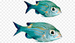 Fish, transparent png image & clipart free download