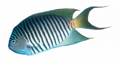 Tropical Fish Clipart Realistic, Transparent Png Download For Free ...