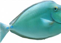 Download Tropical Fish Clipart Realistic - Unicorn Fish PNG Image ...