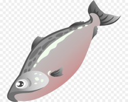 Salmon Fish png download - 800*720 - Free Transparent Salmon png ...