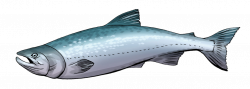 Cute salmon cliparts free download clip art on - ClipartPost