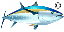 Tuna fish clipart 3 » Clipart Station