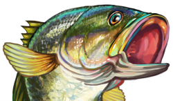 Free Bass Fish Cliparts, Download Free Clip Art, Free Clip Art on ...