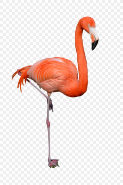 Clip Art, PNG, 1600x2411px, Bird, Beak, Flamingo, Hyperlink ...