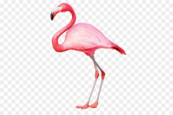 Flamingo Clip art - Flamingo PNG - PNG images