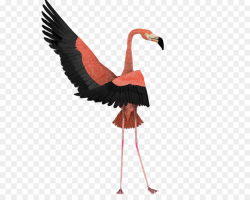 Dance, Bird, Flamingo, transparent png image & clipart free download