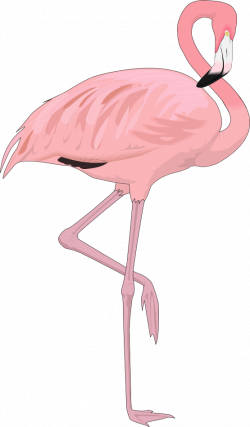Clipart flamingo bird - Clip Art Library