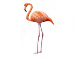 flamingo - DriverLayer Search Engine | graphics | Flamingo, Flamingo ...