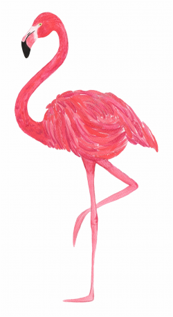 Flamingo Vector Transparent - Transparent Background Flamingo Png ...