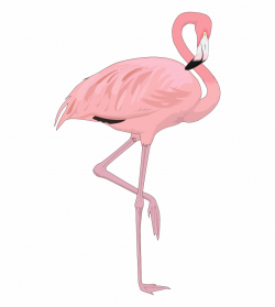 Flamingo Clipart Zoo - Transparent Background Flamingo Png Free PNG ...