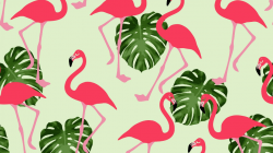 Flamingo Wallpaper 15 - 1920 X 1920 | stmed.net